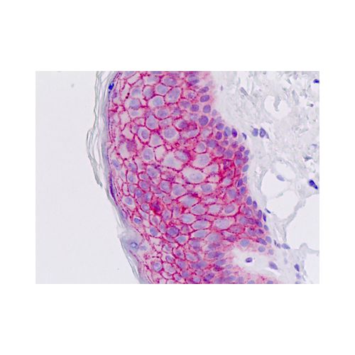 EMP2 (aa99-129) antibody