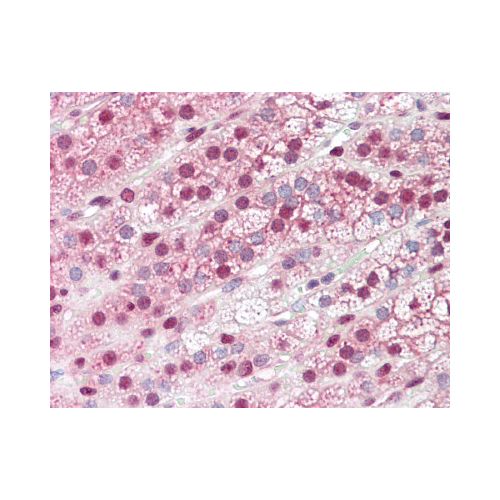 GBP6 (C-Terminus) antibody