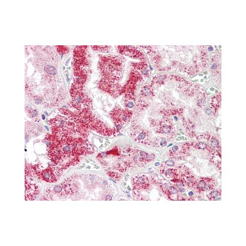SIGLEC15 / SIGLEC-15 (N-Terminus) antibody