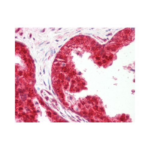 YPEL3 (N-Terminus) antibody