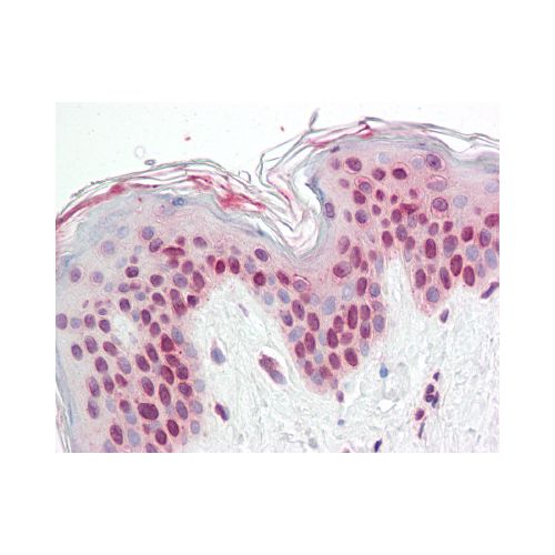 TFEB (N-Terminus) antibody