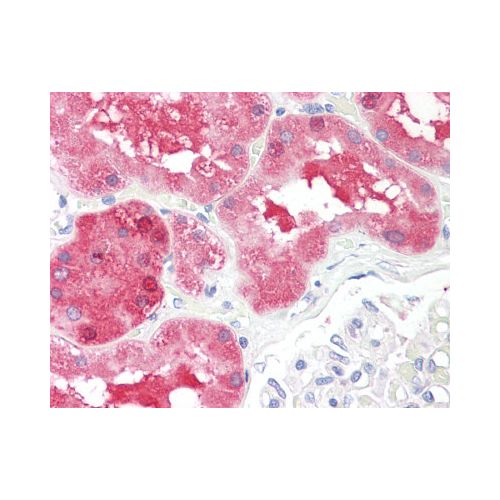 CBT1 / SDHD (Internal) antibody