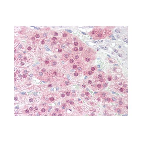 STOX1 (C-Terminus) antibody