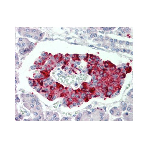 SCUBE3 (Internal) antibody