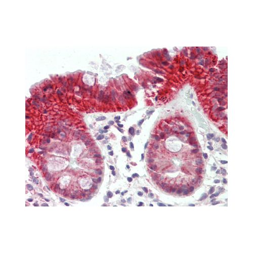 ATG2B (N-Terminus) antibody
