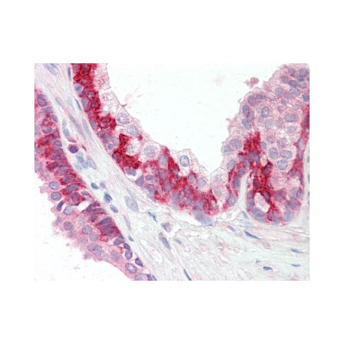 KEAP1 (C-Terminus) antibody