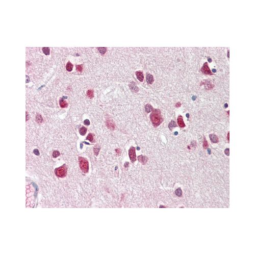 CITED2 (N-Terminus) antibody