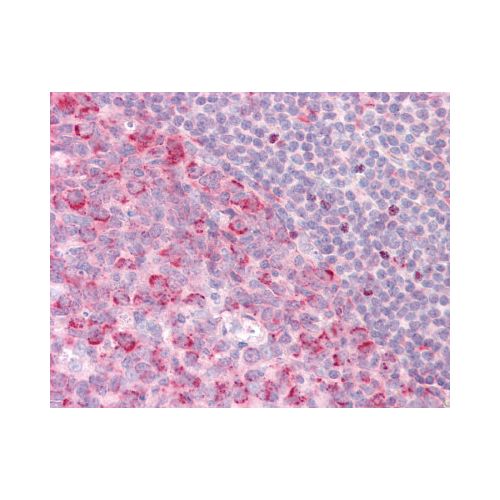 PELI1 / Pellino 1 (C-Terminus) antibody
