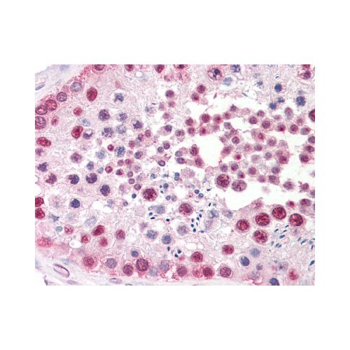 TSPY1 / TSPY (C-Terminus) antibody