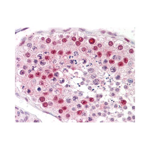 TSPY1 / TSPY (C-Terminus) antibody