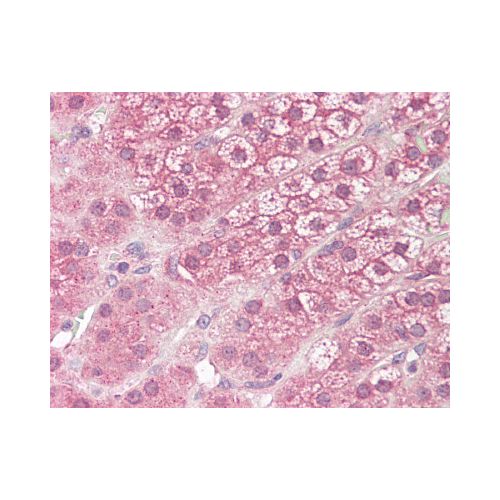 DIAPH3 / MDIA2 antibody