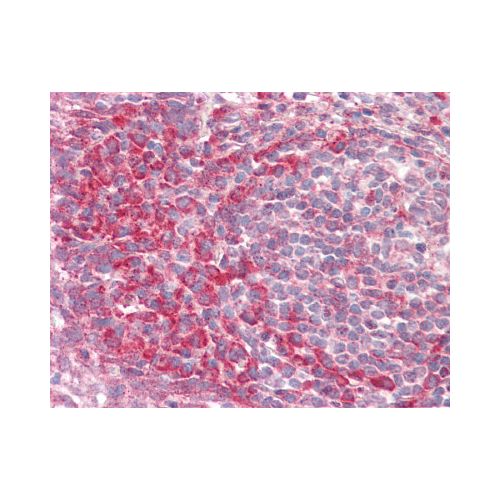 PEX13 antibody