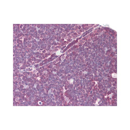 p56lck / LCK antibody