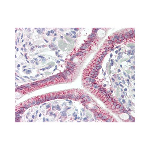 GPR52 antibody