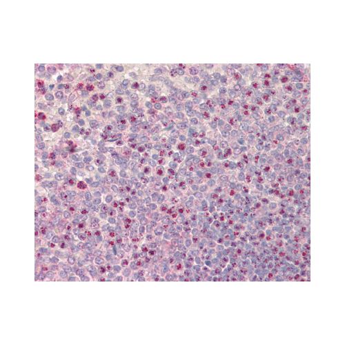 NOD1 antibody