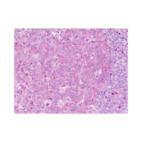 CDH7 / Cadherin 7 (N-Terminus) antibody