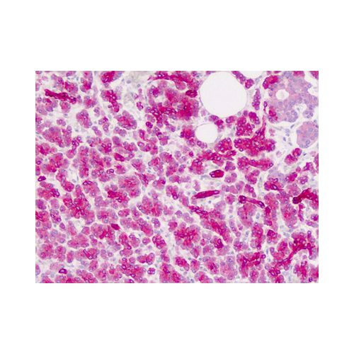 ZIC4 (C-Terminus) antibody