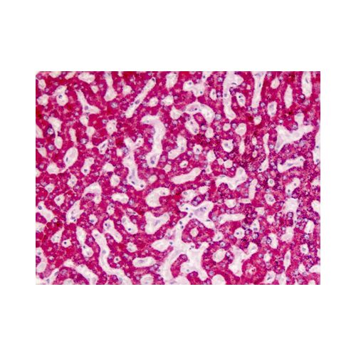 AGXT / SPT (Internal) antibody