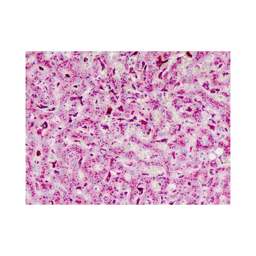 CTSB / Cathepsin B (Internal) antibody
