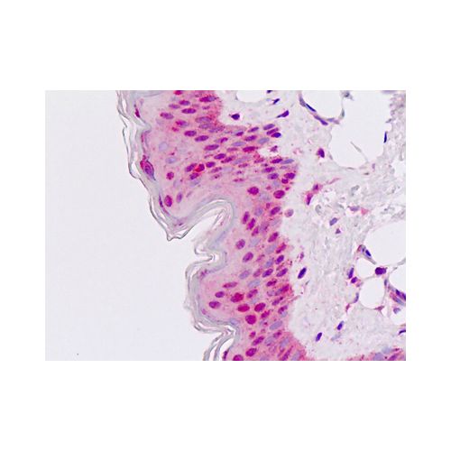 MSX2 / MSH (N-Terminus) antibody