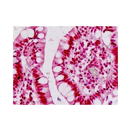 EN1 / Engrailed (N-Terminus) antibody