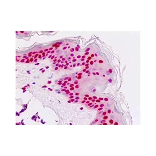 NFIA / Nuclear Factor 1 (aa469-498) antibody
