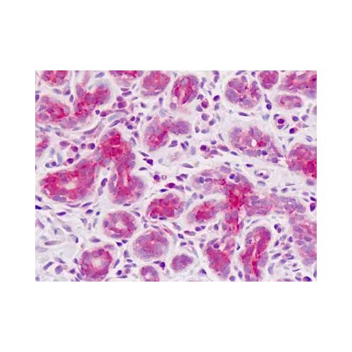 SCAP (aa611-640) antibody