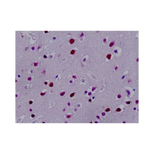 SYNCRIP / HnRNP Q (aa236-285) antibody