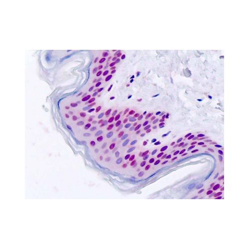 FOXD1 (aa1-30) antibody