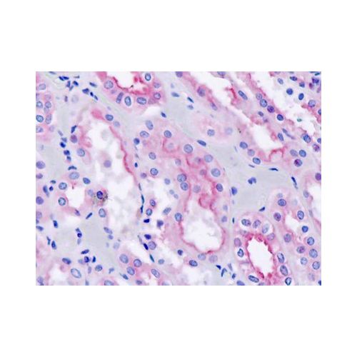 RAB4B (aa29-58) antibody