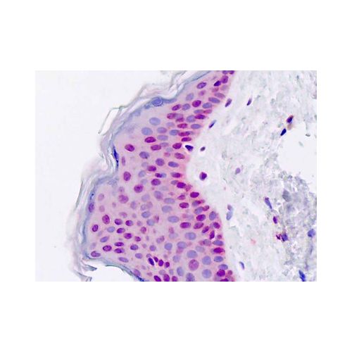 DIS3 (aa302-331) antibody