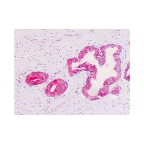GPR34 (aa239-269) antibody