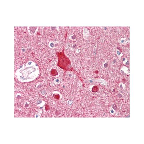 ABCA2 (Internal) antibody