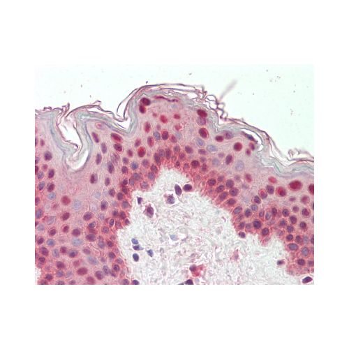 TIAL1 / TIAR (Internal) antibody