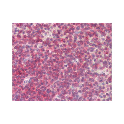 BLK (N-Terminus) antibody