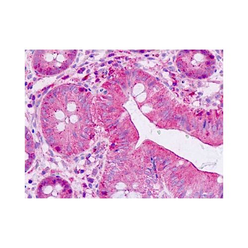 SHANK2 / SHANK (aa331-380) antibody