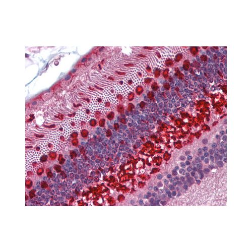 ARR3 / Cone Arrestin (aa339-388) antibody