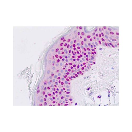 PAX7 (aa410-437) antibody