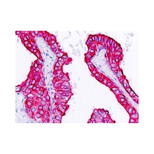 KRT18 / CK18 / Cytokeratin 18 (C-Terminus) antibody