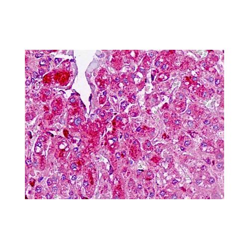 TAF4B (aa654-683) antibody
