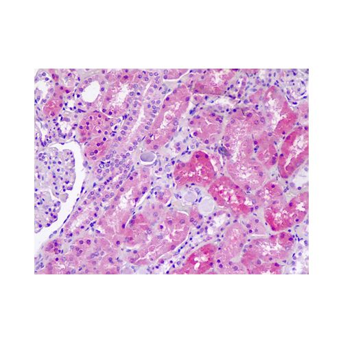 SLC36A1 (aa1-30) antibody