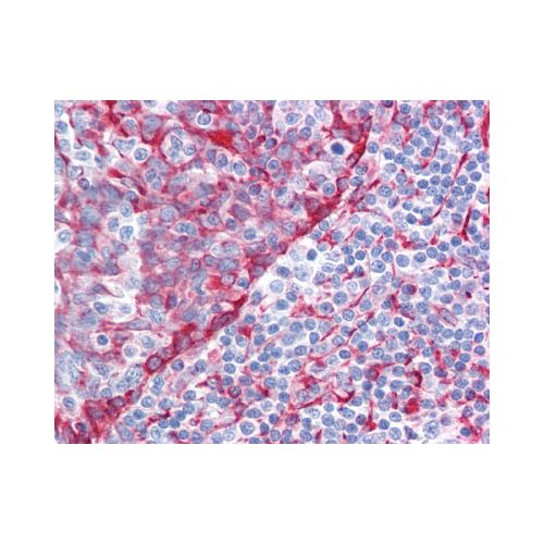 TMEM173 / STING (aa318-348) antibody