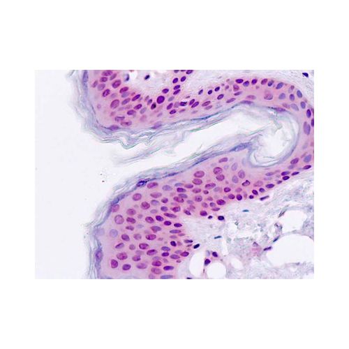 TGIF2 (aa170-199) antibody
