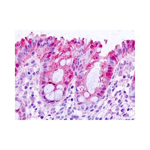 MAC-2 / Galectin 3 (Internal) antibody