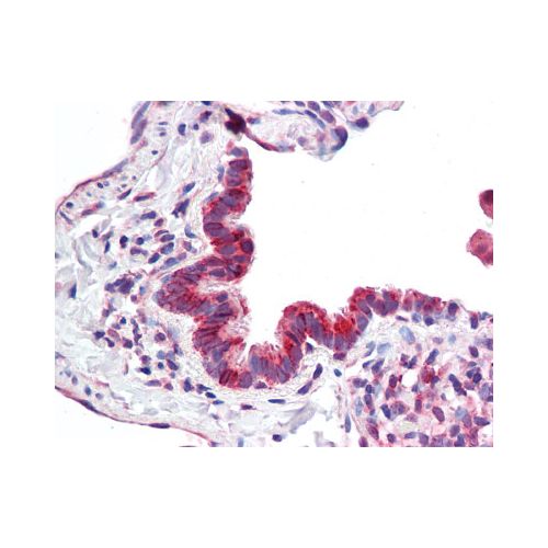 MICU1 / CBARA1 (Internal) antibody