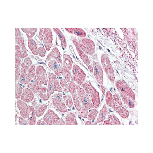 NPPA / ANP (C-Terminus) antibody