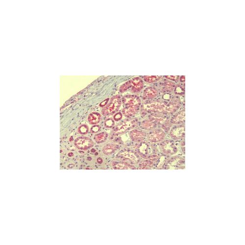 TMEM147 (Internal) antibody