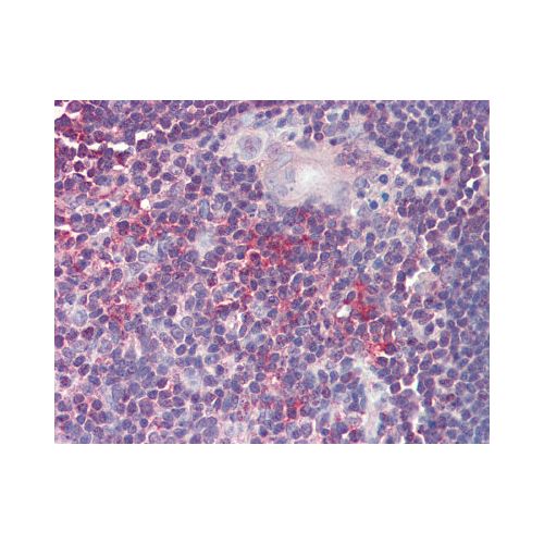 ARF4 (aa137-150) antibody