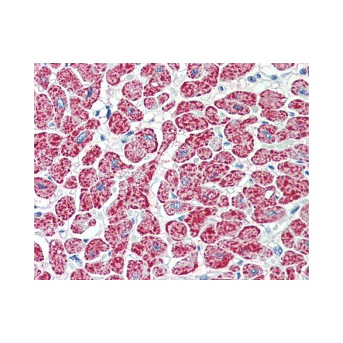 NDUFA7 (Internal) antibody