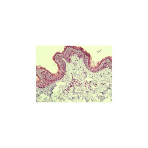 MS4A6A / MS4A (N-Terminus) antibody